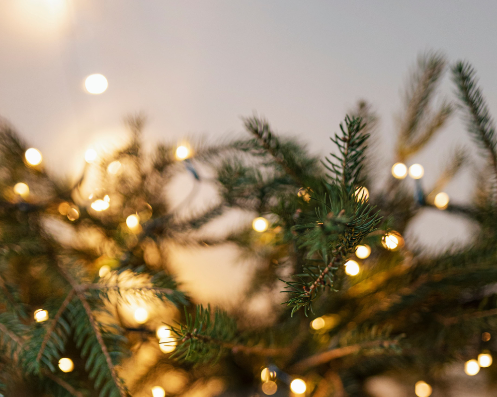 Celebra la Navidad